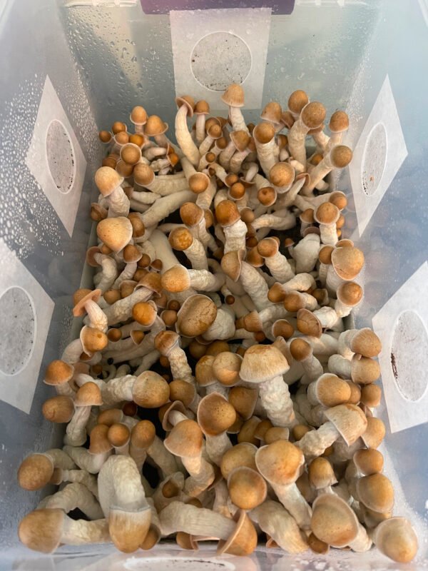 penis envy mushrooms