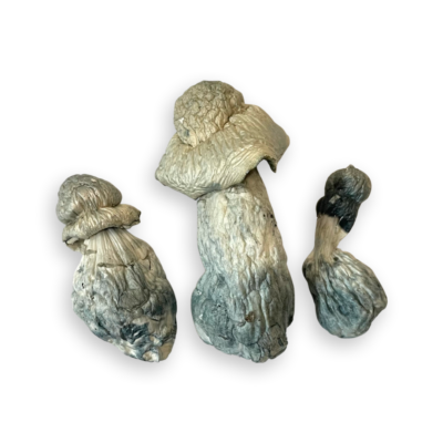 buy penis envy mushrooms