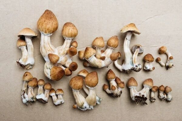 buy penis envy mushrooms