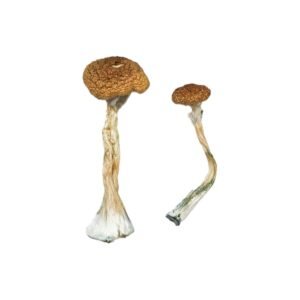 African Transkei Mushrooms