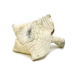 Albino Avery Magic Mushrooms