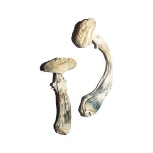 Albino Mushrooms