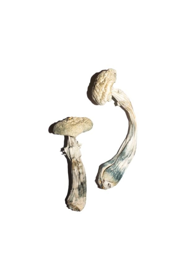 Albino Mushrooms