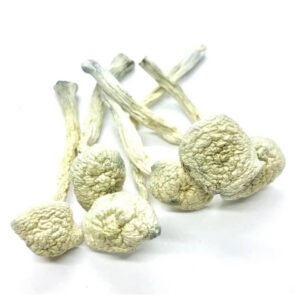 Albino Treasure Coast Mushrooms