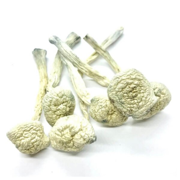 Albino Treasure Coast Mushrooms