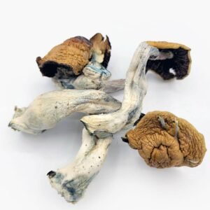 Avery Magic Mushrooms