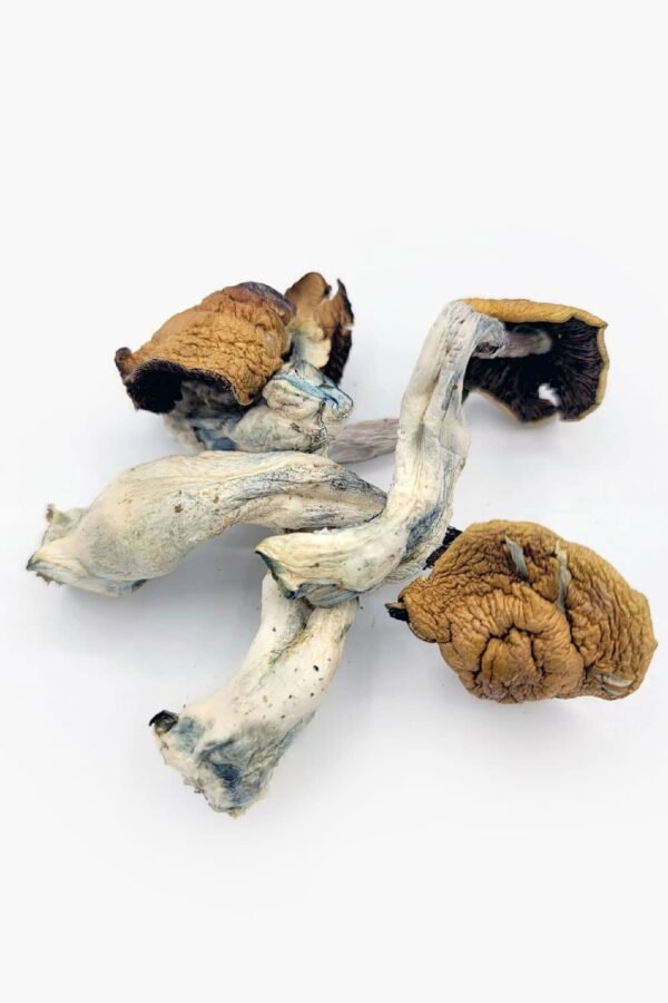 Avery Magic Mushrooms
