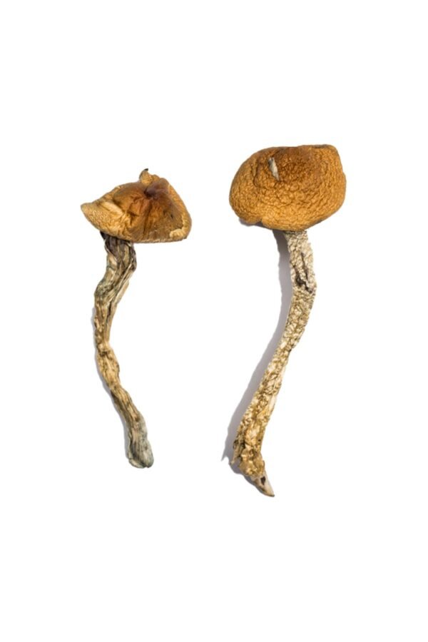 Big Mex Mushrooms