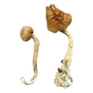 Blue Meanie Mushrooms