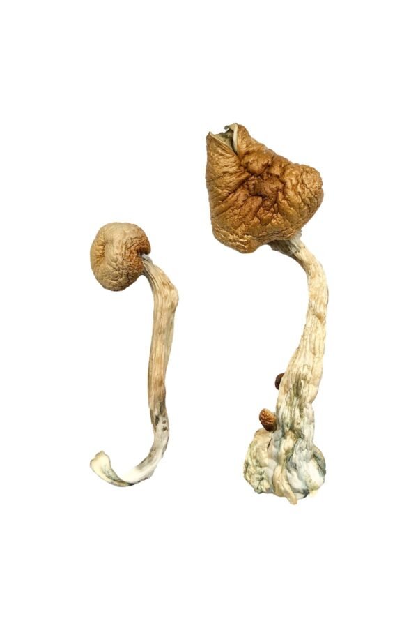 Blue Meanie Mushrooms