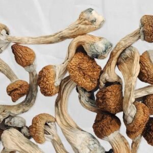 Blue Pulaski Magic Mushrooms