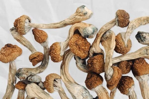 Blue Pulaski Magic Mushrooms