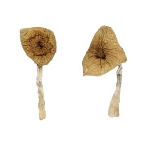 Burmese Mushrooms