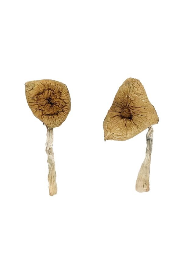 Burmese Mushrooms