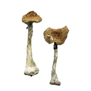 Cambodian Mushrooms
