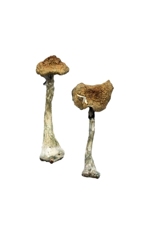 Cambodian Mushrooms