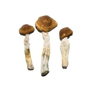 Penis Envy Mushroom Strain