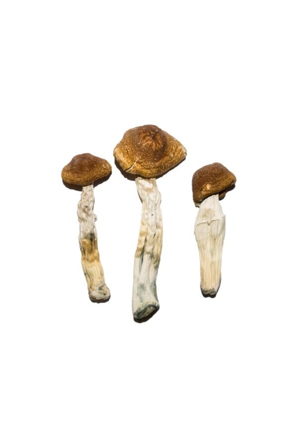 Penis Envy Mushroom Strain