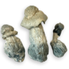 Albino Penis Envy Mushrooms