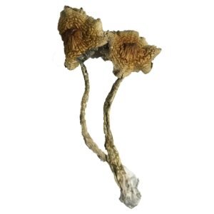 Cuban Mushrooms
