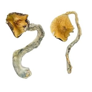 Daddy Long Legs Mushrooms
