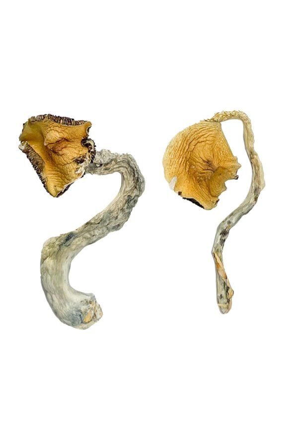 Daddy Long Legs Mushrooms