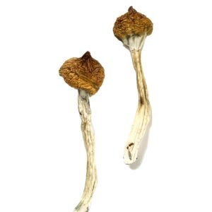 Dancing Tiger Mushrooms