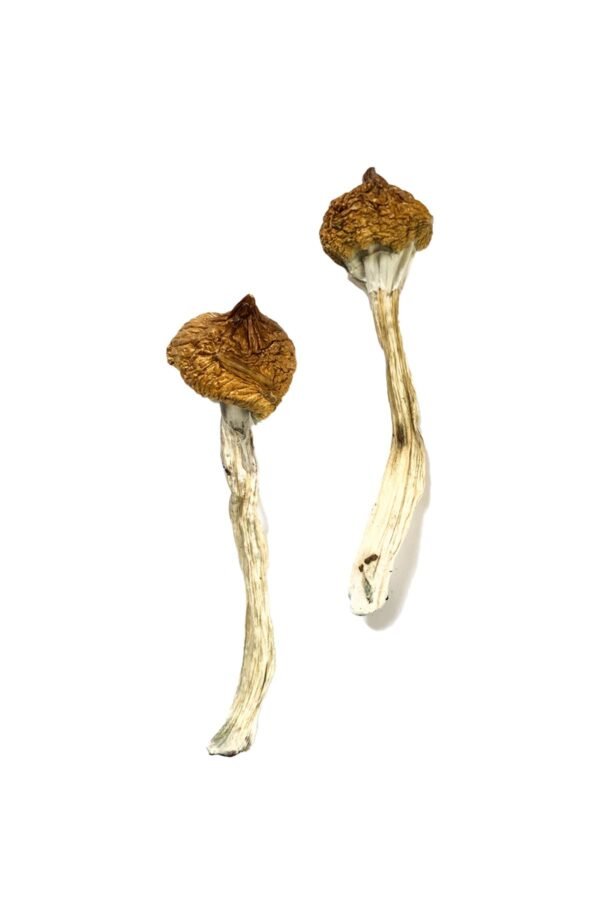 Dancing Tiger Mushrooms