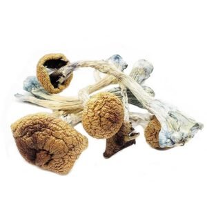 Enigma Mushrooms