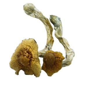 Golden Emperor Mushrooms