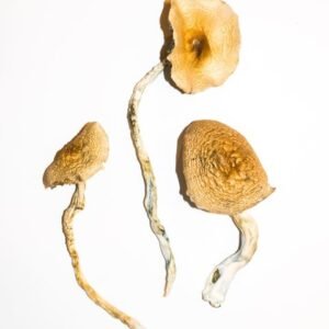 Golden Mammoth Mushrooms