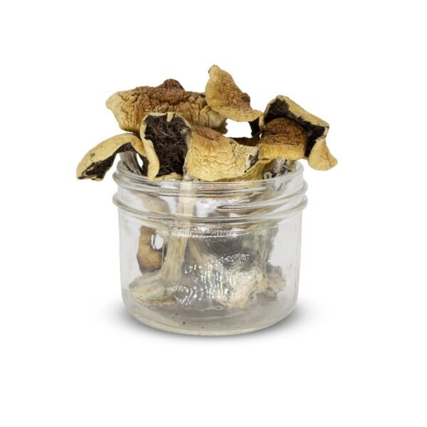 Buy Golden Teacher Mushrooms
