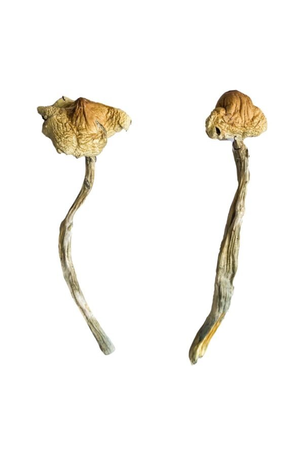 Jedi Mind Fuck Mushrooms