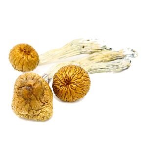 King Kong Mushrooms