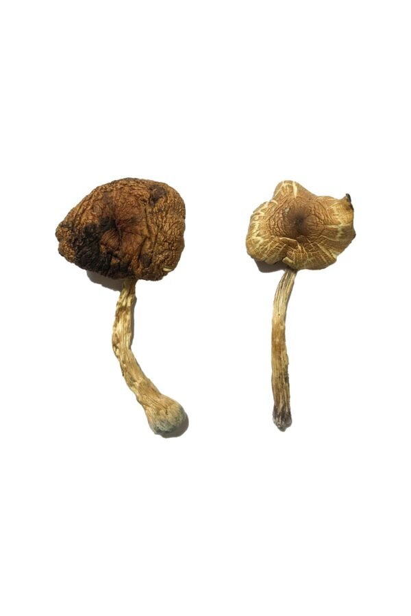 Koh Samui Mushrooms
