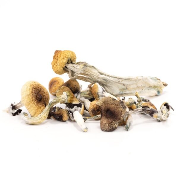 Makilla Gorilla Mushrooms