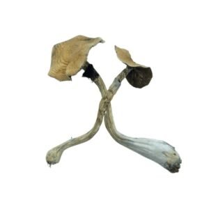 Malabar Mushrooms