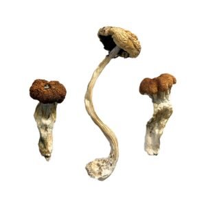 Malaysian Mushrooms