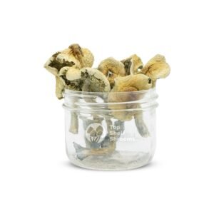 Mazatapec Mushrooms