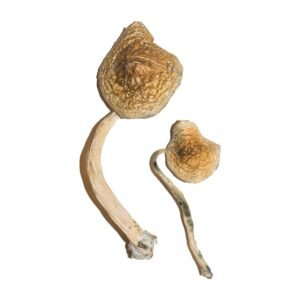 Panama Mushrooms
