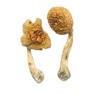Penis Envy Mushrooms
