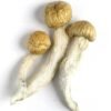 Penis Envy Mushroom Spores