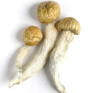 Penis Envy Mushroom Spores