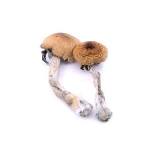 The Vietnamese Mushrooms
