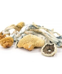 Tidal Wave Magic Mushrooms
