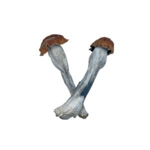 Trans Envy Mushrooms