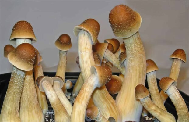 Penis Envy Mushrooms