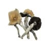 White Burma Mushrooms