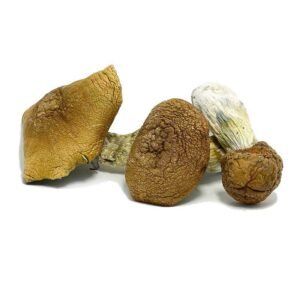 Yeti Mushrooms